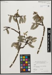 Foto von Salix L.